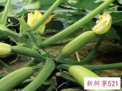 孕妇梦见摘小瓜是什么意思