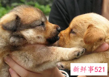 梦见和狗亲嘴是什么意思