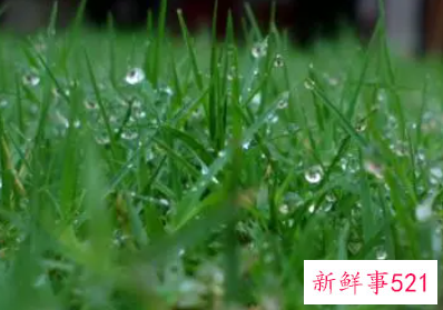 梦见很多青草是什么意思