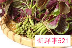 红汉菜的功效和营养价值