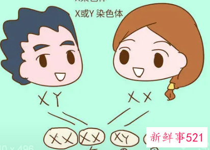 夫妻职业决定宝宝性别