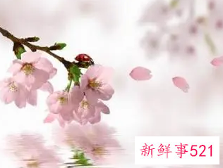 桃花在风水学怎么说