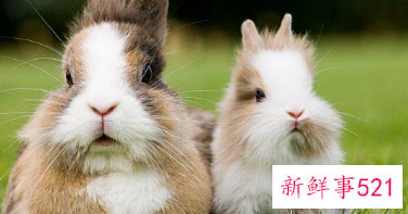 吸金聚财的宠物名字