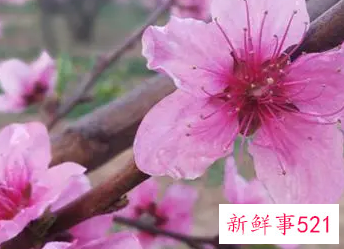 桃花在风水学怎么说