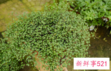 千叶吊兰开花吗