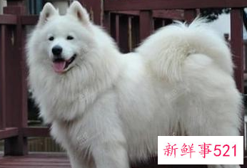 萨摩耶一生认几个主人