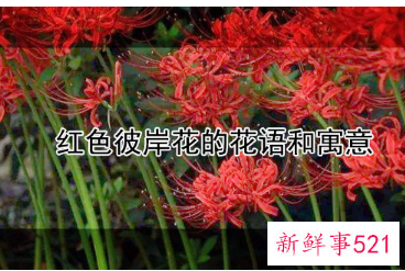 红色彼岸花花语和寓意