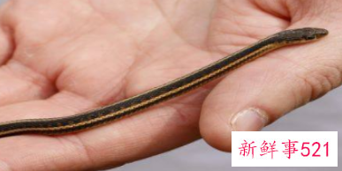 属蛇人做哪种生意最旺