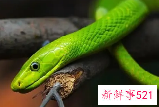 女人晚上做梦梦到蛇是什么意思