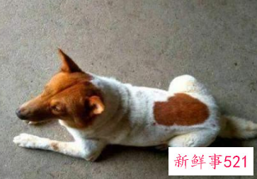 狗放在家里什么位置旺财