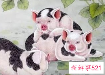 最有面子的生肖女