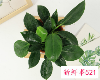 金钻烂根的解决方法