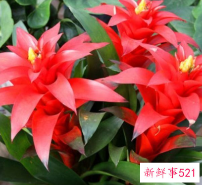 明财位放什么植物旺财又吉利