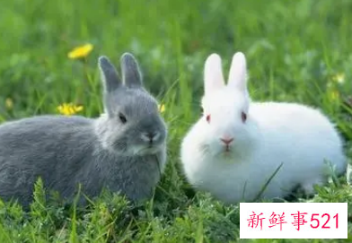 属兔男和属蛇女相配吗