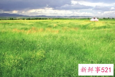 梦见很多青草是什么意思