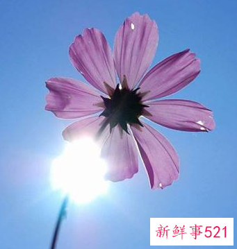 寓意好运的微信头像