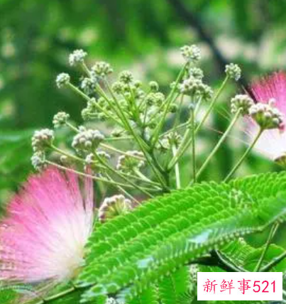 合欢花茶的功效与禁忌