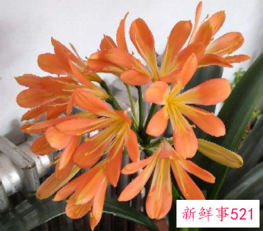 君子兰叶子发黄怎么办