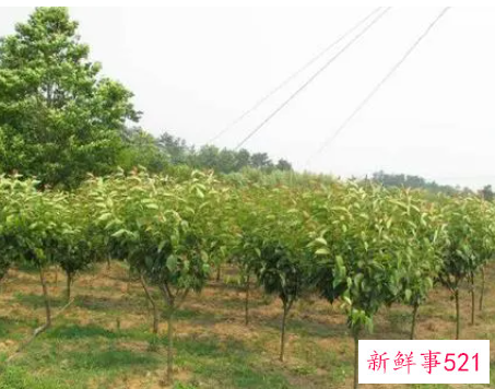 大规模栽种苗木的注意事项