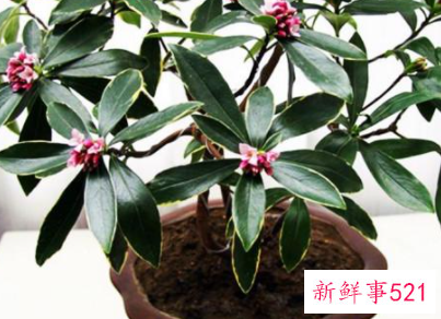 冬季在室内养什么花好