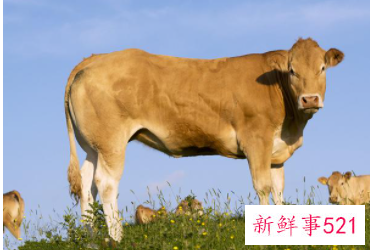 桃花运超好的生肖