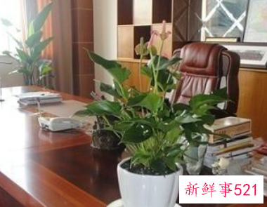 公司适合摆放什么花