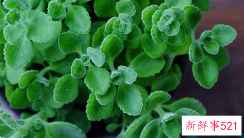 提高植株周围的空气湿度有哪些办法