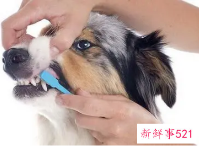 威玛猎犬牙齿怎么洗