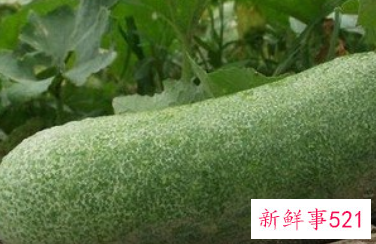 冬瓜的功效与作用及禁忌