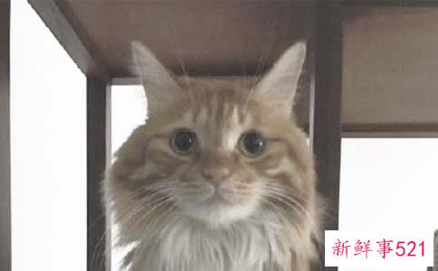 女人梦见很多小猫崽
