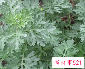 艾草功效和作用