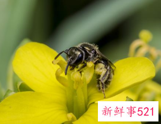 梦见马蜂有什么征兆