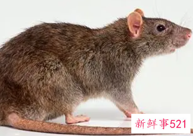 梦见室内有老鼠是什么意思