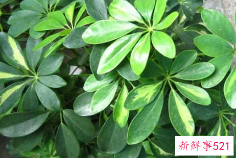 明财位放什么植物旺财又吉利