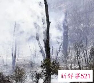 梦见树被烧黑了是什么征兆