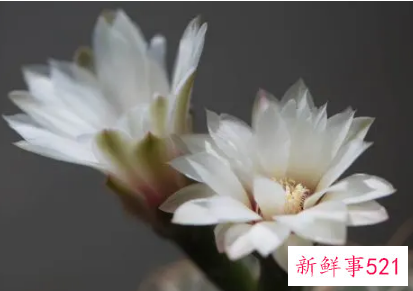 能发财的星座女