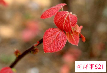 天秤男眼中的可爱