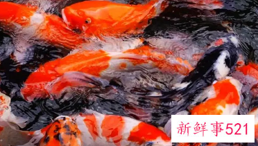 梦到鱼和钱是什么征兆