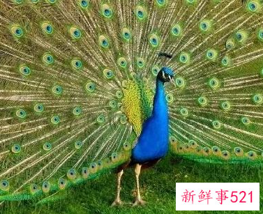 孔雀的特点和生活特征