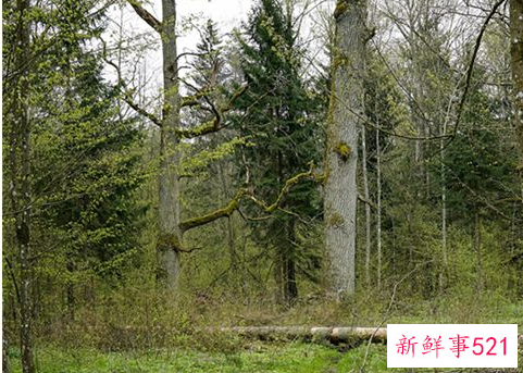 梦见一棵大树倒了