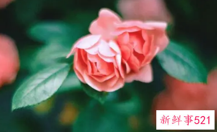 能发财的星座女