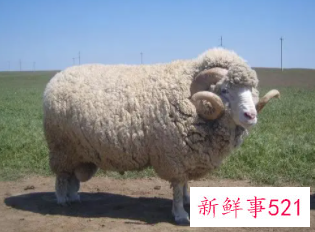 梦到山羊什么意思