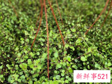 千叶吊兰开花吗