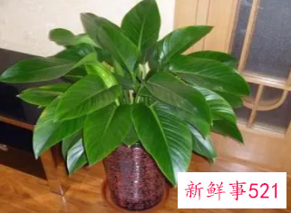 金钻花为什么能辟邪