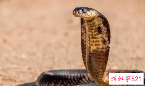 女人晚上梦见蛇好不好周公解梦