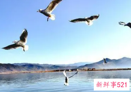 梦见天空好多大鸟在飞