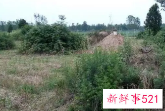 门前有坟地隔条路