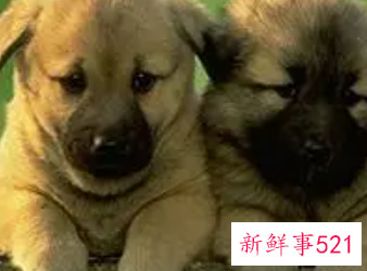 属狗1982终身幸运颜色