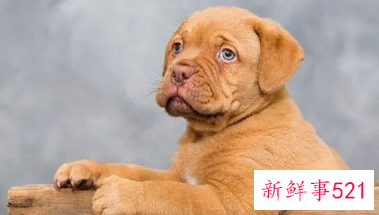 吸金聚财的宠物名字