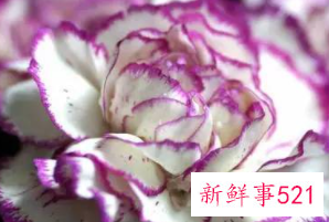 康乃馨的象征和花语